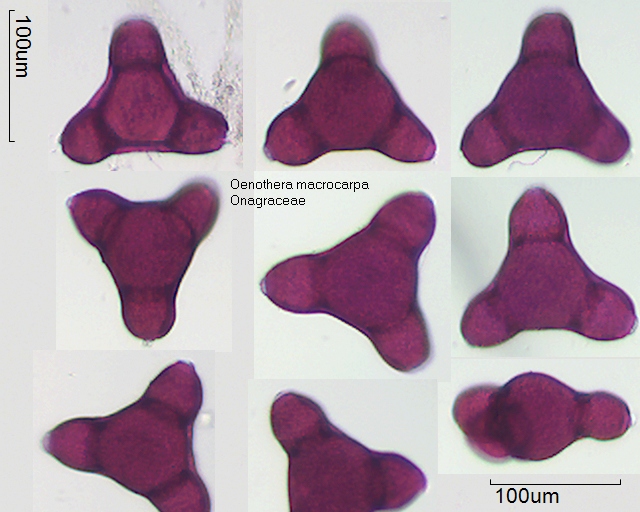 Pollen von Oenothera macrocarpa