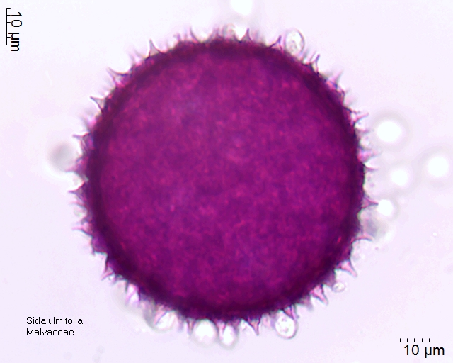 Pollen von Sida ulmifolia