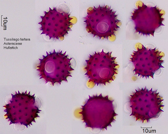 Pollen von Tussilago farfara