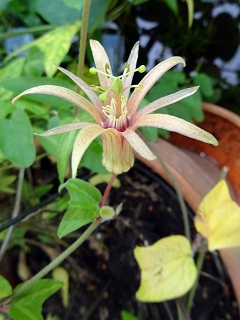 Datei:VPassiflora auriculata.JPG