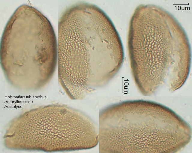 Acetolysierter Pollen von Habranthus tubispathus]]