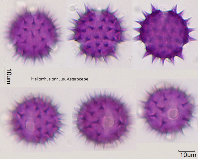 Pollen von Helianthus annuus