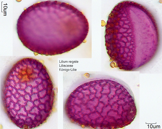 Pollen von Lilium regale (1).jpg