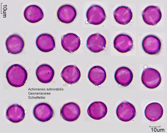 Pollen von Achimenes admirabilis.jpg