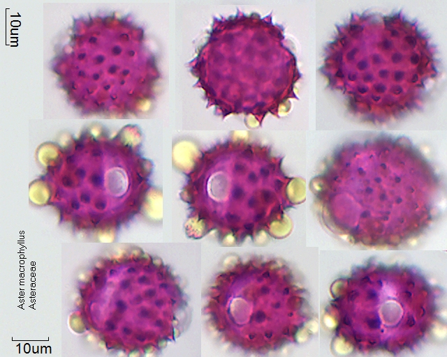 Pollen von Aster macrophyllus