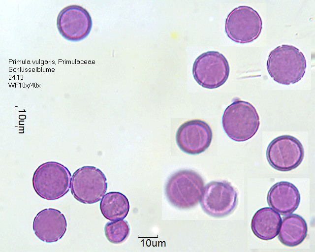 Datei:Primula vulgaris (2).jpg