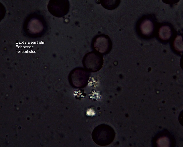 Datei:Baptisia australis-Kristalldrusen (3).jpg