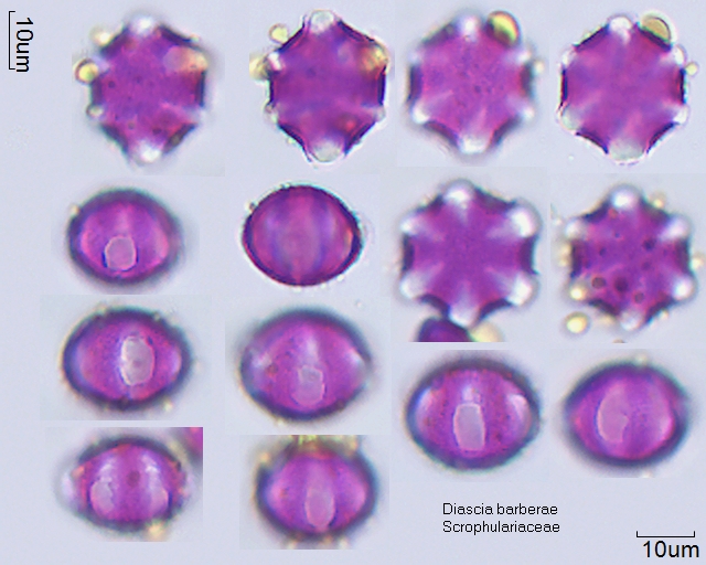 Pollen von Diascia barberae