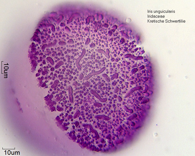 Pollen von Iris unguicularis (1).jpg