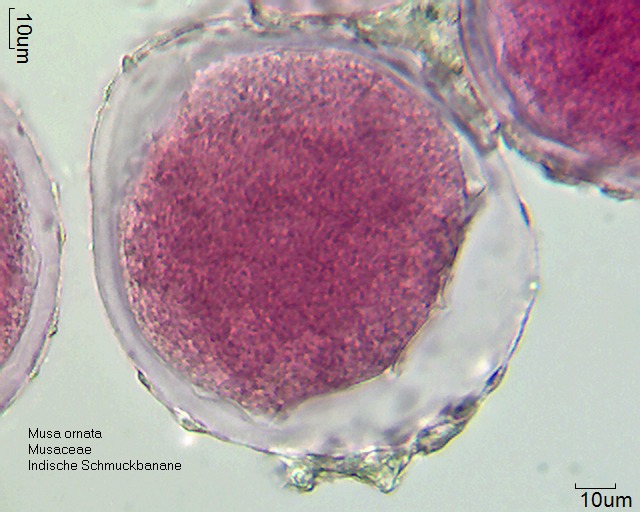 Datei:Musa ornata (4).jpg – Pollen-Wiki