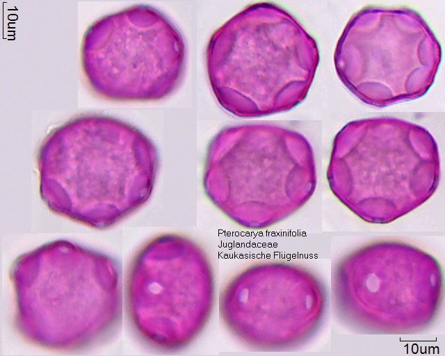 Pollen von Pterocarya fraxinifolia