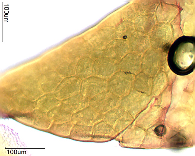 Teil des Polliniums von Asclepia syriaca