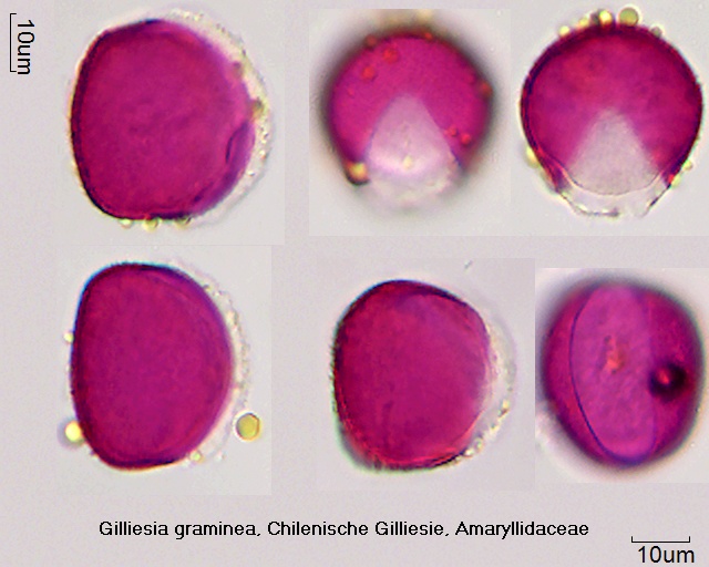 Pollen von Gilliesia graminea