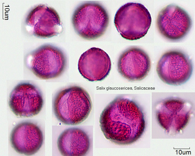 Pollen von Salix glaucosericea, 16-053