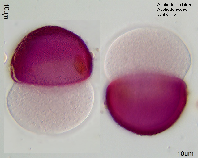 Pollen von Asphodeline lutea