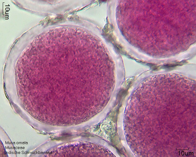 Datei:Musa ornata (1).jpg – Pollen-Wiki