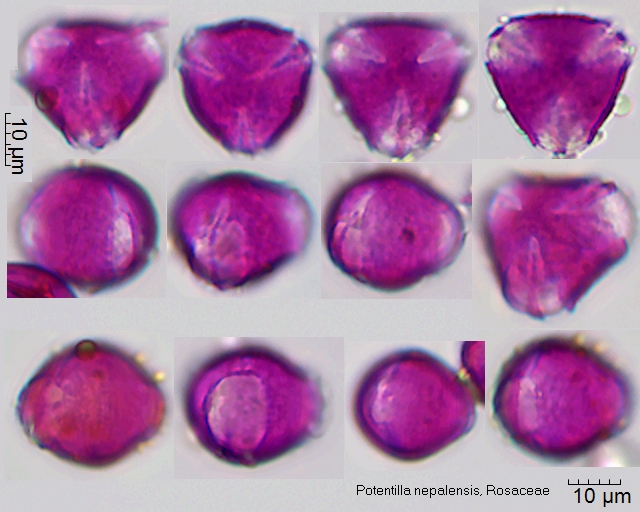 Pollen von Potentilla nepalensis