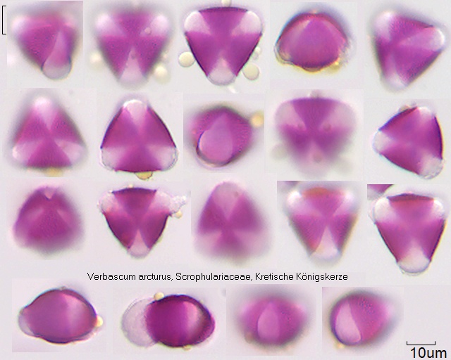 Pollen von Verbascum arcturus