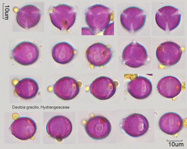 Pollen von Deutzia gracilis, 2-062-1