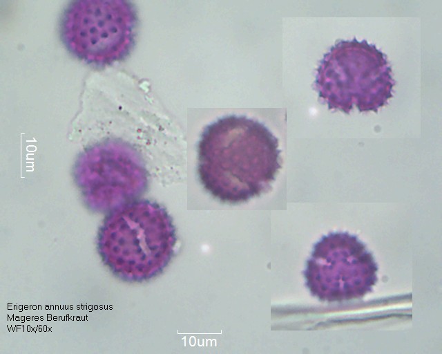 Pollen von Erigeron annuus strigosus