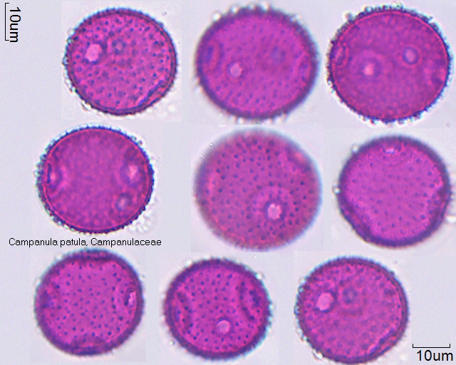 Pollen von Campanula patula