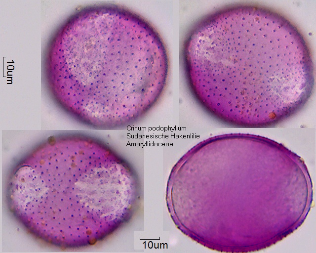 Pollen von Crinum podophyllum