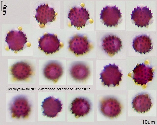 Pollen von Helichrysum italicum