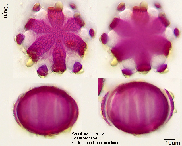 Datei:Passiflora coriacea (2).jpg