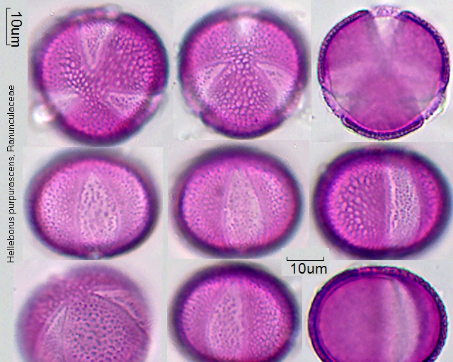Pollen von Helleborus purpurascens