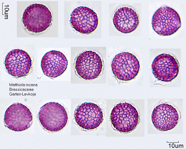 Pollen von Matthiola incana, 8-094