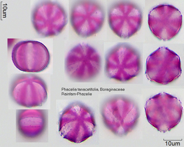 Datei:Phacelia tanacetifolia.jpg