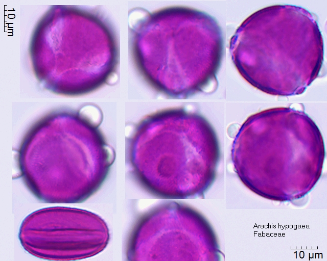 Pollen von Arachis hypogaea