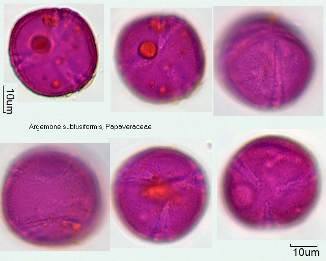 Pollen von Argemone subfusiformis, 19-070