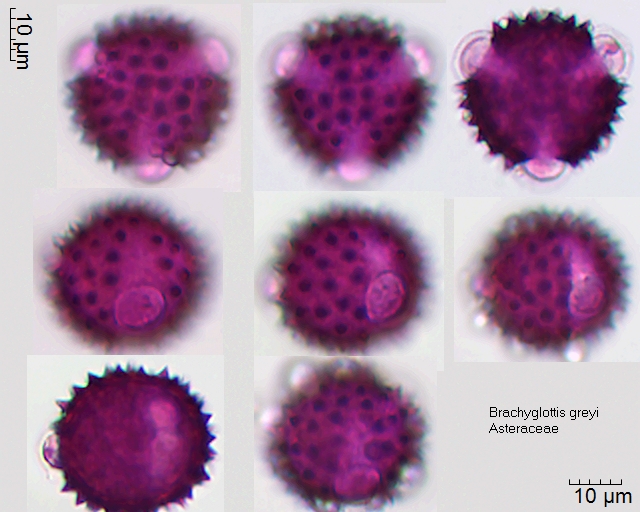Pollen von Brachyglottis greyi