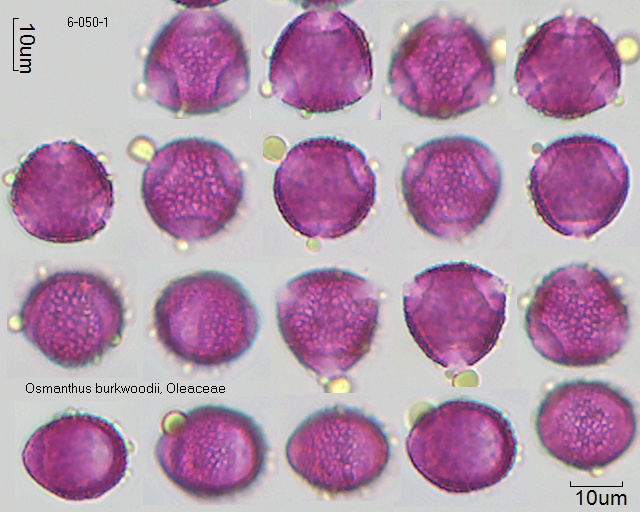 Pollen von Osmanthus burkwoodii, 6-050-1
