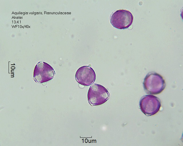 Datei:Aquilegia vulgaris (3).jpg