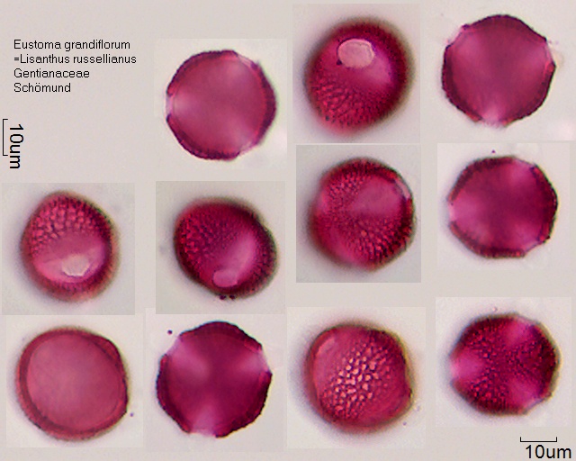 Pollen Eustoma grandiflorum