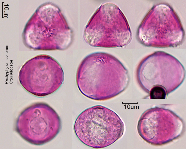 Pollen von Pachyphytum oviferum