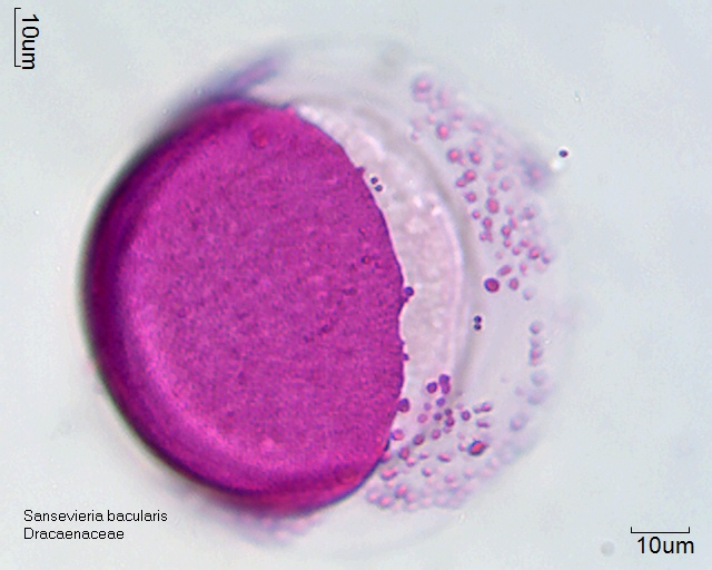 Pollen Sansevieria bacularis