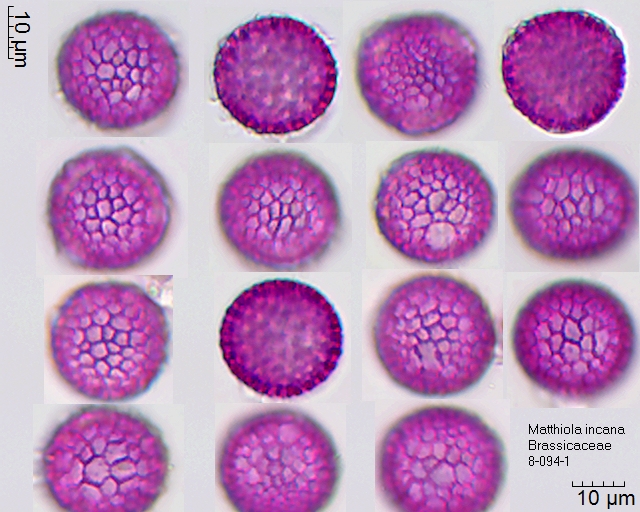 Pollen von Matthiola incana, 8-094-1