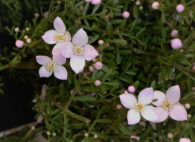 Datei:VBoronia anemonifolia.JPG