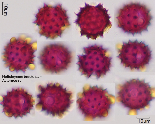 Pollen von Helichrysum bracteatum