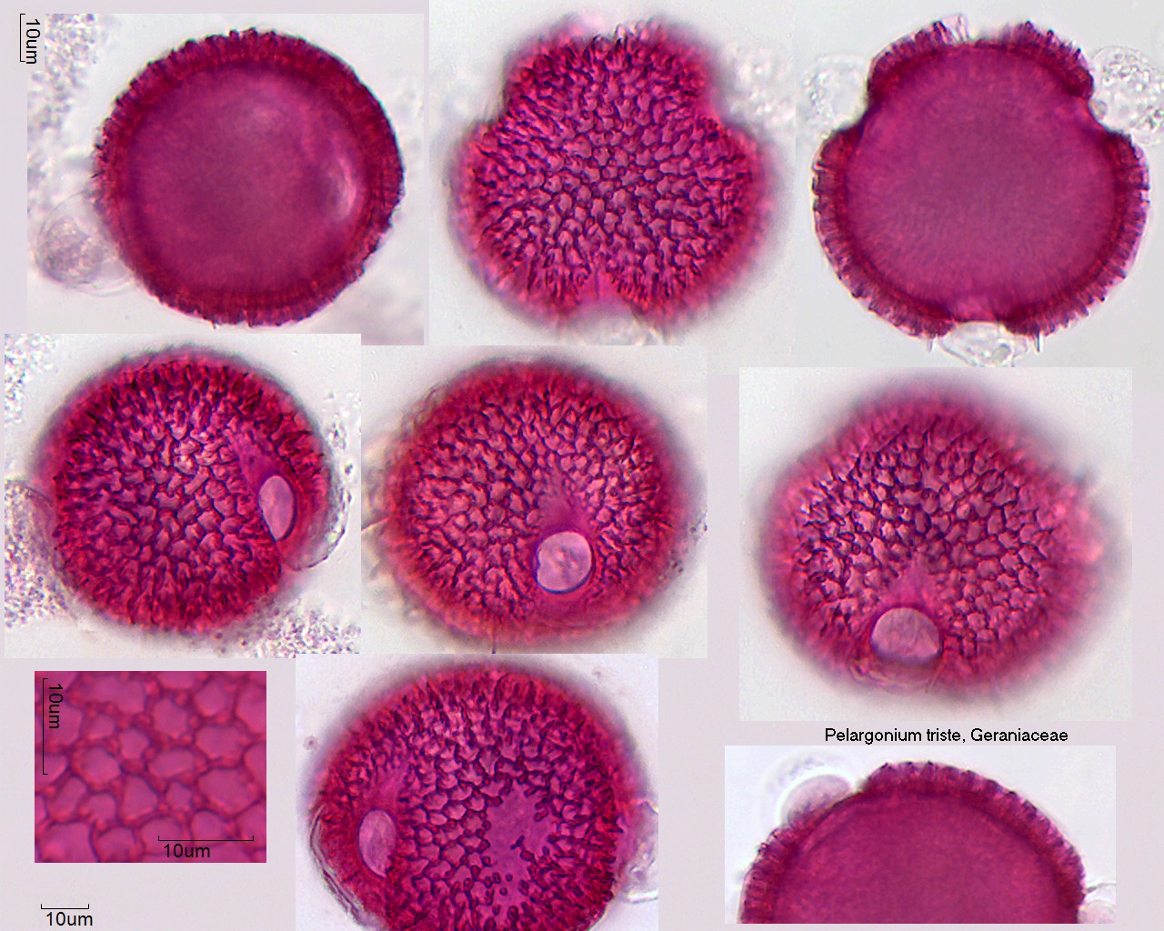 Pollen von Pelargonium triste