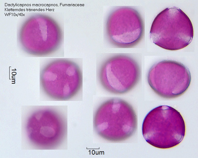 Pollen von Dactylicapnos macrocapnos