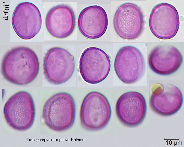 Pollen von Trachycarpus oreophilus