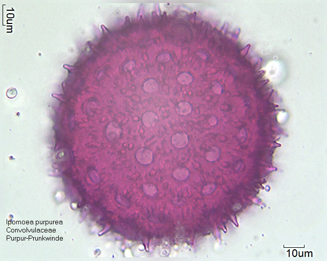 Datei:Ipomoea purpurea (3).jpg