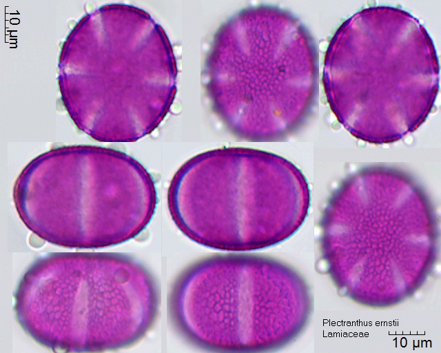Pollen von Plectranthus ernstii