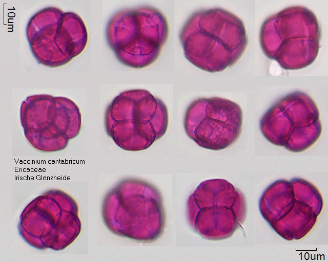 Pollen von Vaccinium cantabricum, 12-024