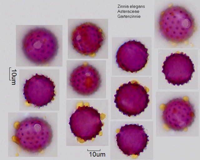 Pollen von Zinnia elegans