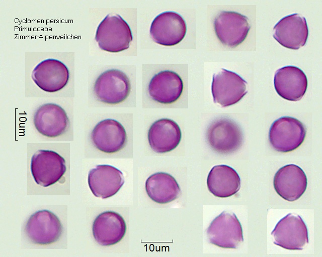 Pollen von Cyclamen persicum